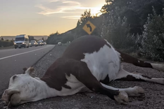 La vaca murió tras ser impactada de lleno por la camioneta. (Imagen ilustrativa)