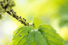 MOSCAS QUE INVADEN LAS PLANTAS Foto: SHUTERSTOCK