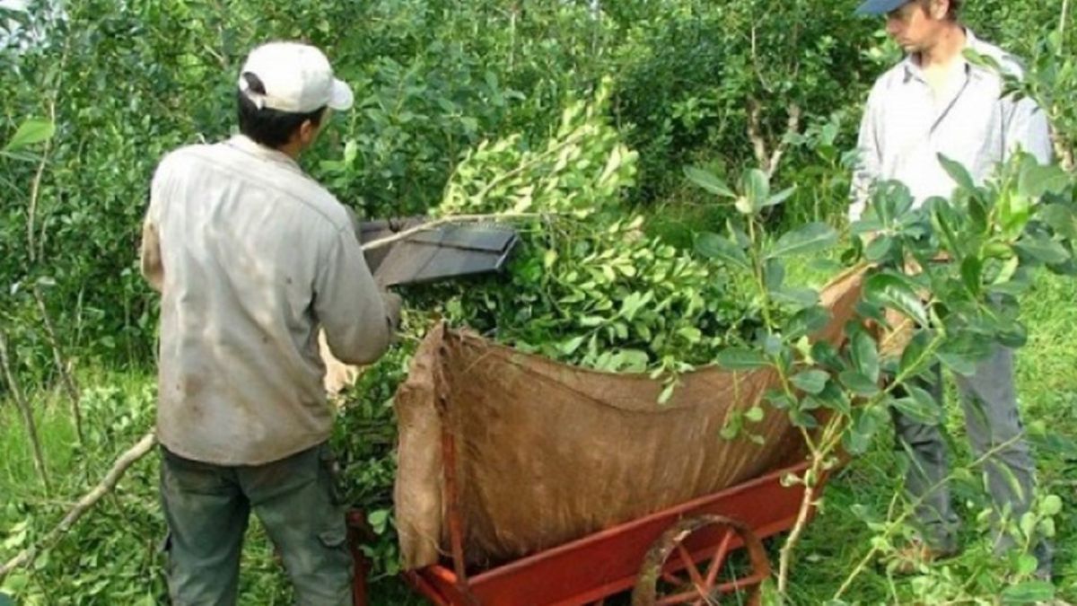 Yerba mate: advierten que la situación de los productores no logra encaminarse y se agravará
