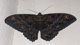 alarma por las polillas negras que invadieron la provincia de buenos aires y generan reacciones en la piel alarma por las polillas negras que invadieron la provincia de buenos aires y generan reacciones en la piel