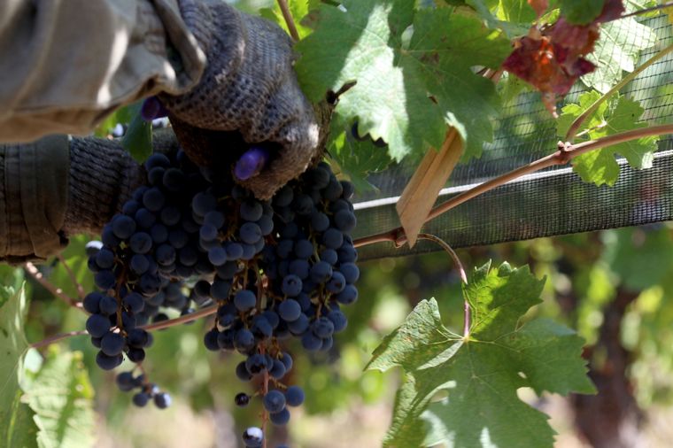 La vitivinicultura está expectante a cómo impactarán las medidas económicas en el sector Foto: Maximiliano Ríos/MDZ