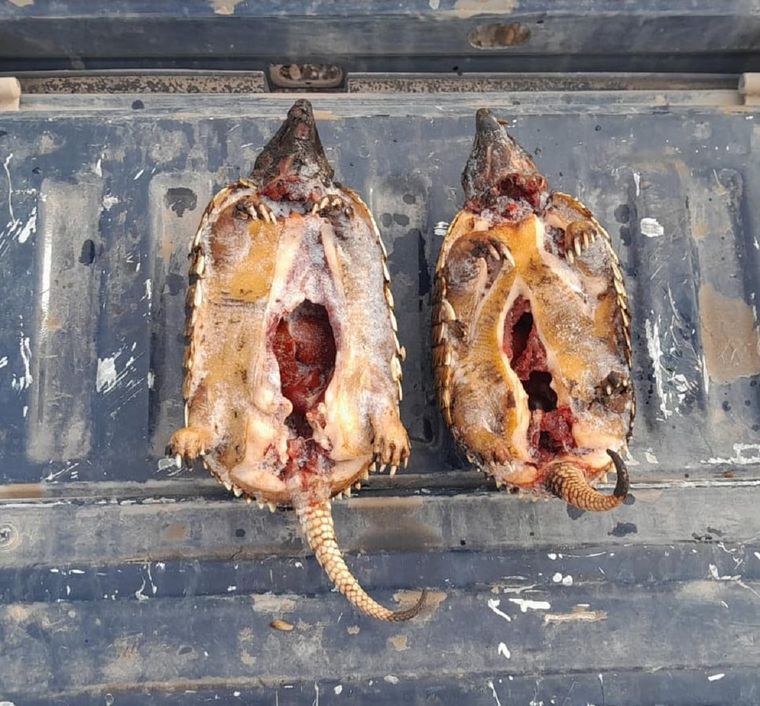 Dos ejemplares de la especie piche, eviscerados y congelados, fueron hallados en General Alvear Foto: Ministerio de Seguridad de Mendoza