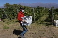 El 26% de la cosecha se destinará a otros productos que no sean vino