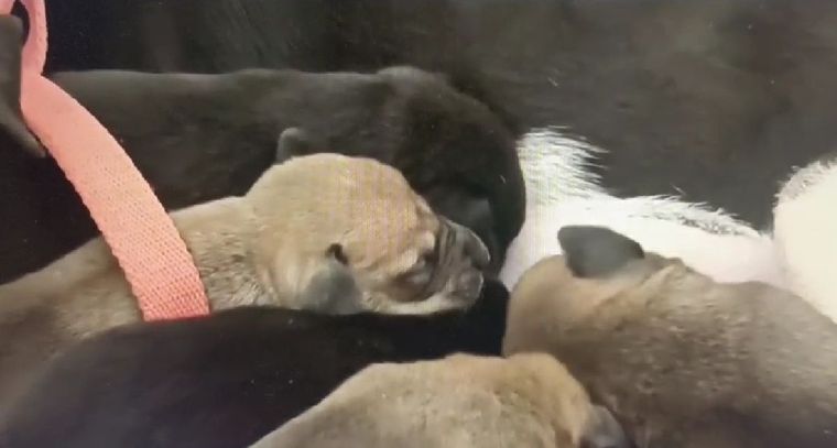 Una perra dio a luz a sus cachorros en medio del desastre y fue rescatada. Foto: TN