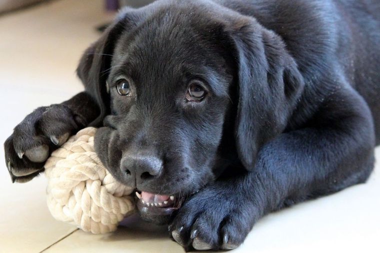 Los perros tienen estos episodios por que es una manera de descargar energía acumulada Foto: Canva