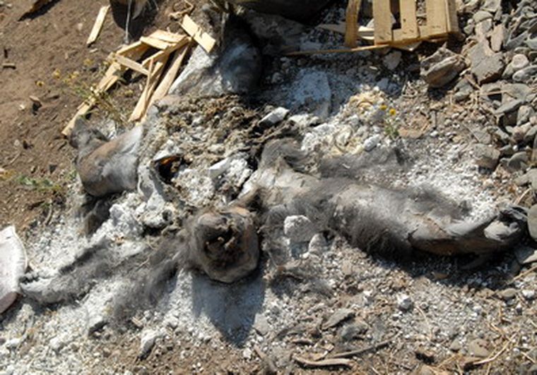 El manejo del Zoo continúa en la mira. Foto: Nacho Gaffuri / MDZ