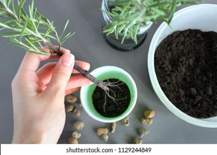 Este enraizante casero hará florecer de inmediato las plantas del jardín Foto: Shutterstock