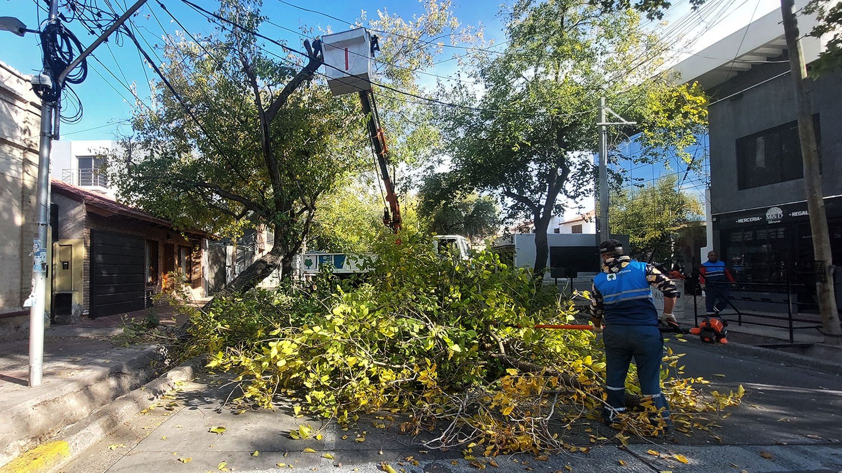 El proyecto de reforma de la normativa que regula el arbolado público en la provincia tomó ritmo en la Legislatura.