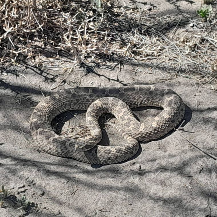 Época de serpientes: actuá con calma y llamá a personal especializado.