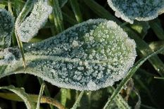 Una planta congelada aún puede salvarse si se actúa con las técnicas correctas de jardineria. Foto: web
