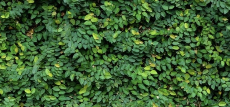 El Ficus Pumila o enamorada del muro es una de las plantas más llamativas del jardín Foto: Shutterstock