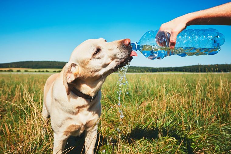 Ten estos cuidados para que tu perro no sufra el calor. Foto: Kitsap Humane Society - https://www.kitsap-humane.org/2021/05/how-to-make-the-most-of-hot-summer-weather-pet-safety-tips/