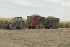 La habilitación de la caña de azúcar de origen transgénico podría generar una gran cantidad de empleo