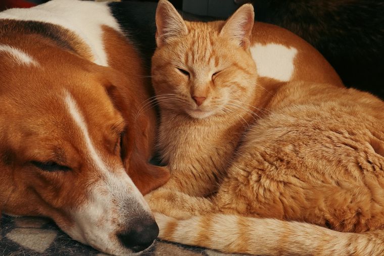 Las mascotas pueden sufrir el impacto del frío antes de lo que muchos dueños imaginan. Las mascotas pueden sufrir el impacto del frío antes de lo que muchos dueños imaginan.