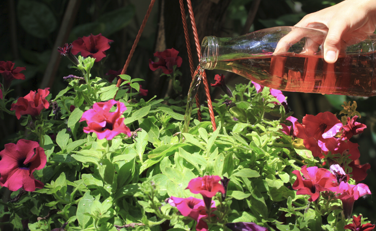 No pierdas el tiempo y crea este abono natural para tus plantas Foto: Shutterstock