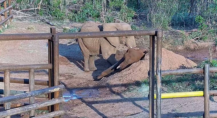 Murió la elefanta Pupy, la amiga de Kenya, en el santuario de Brasil.