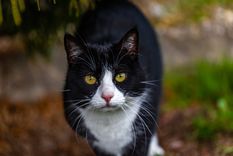 Características de los gatos tuxedo. Foto: Freepik Características de los gatos tuxedo. Foto: Freepik