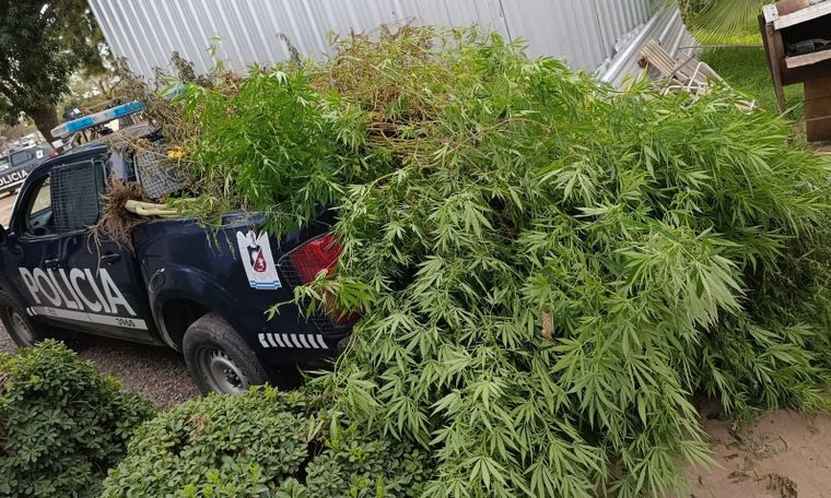 La movilidad policial repleta con las plantas de marihuana secuestradas.&nbsp;