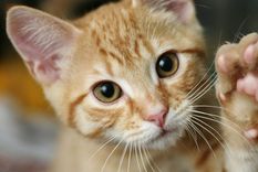 Foto: SHUTTERSTOCK Foto: SHUTTERSTOCK