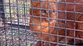 El yaguarundí es un felino de talla reducida, pero mayor que un gato doméstico que está en peligro de extinción. El yaguarundí es un felino de talla reducida, pero mayor que un gato doméstico que está en peligro de extinción.