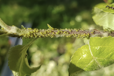 Elimina las plagas de las plantas del jardín. Foto: Shutterstock