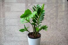 Jardinería. Las plantas que armonizan el hogar. Fuente: Archivo.