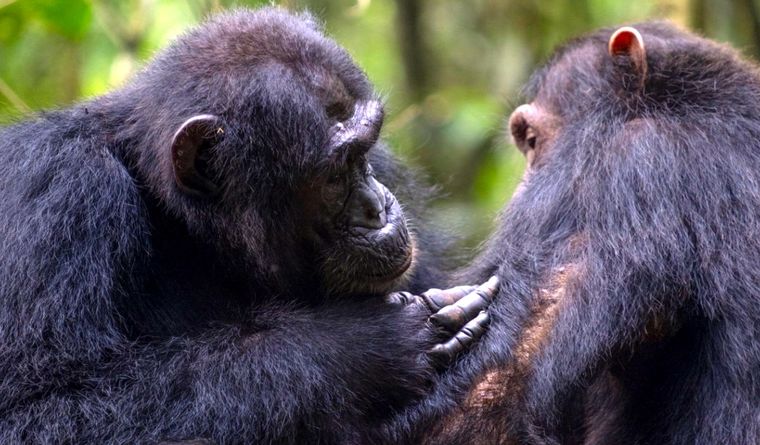 Acicalamiento social entre dos chimpancés en el bosque de Budongo. Foto: Dpa.