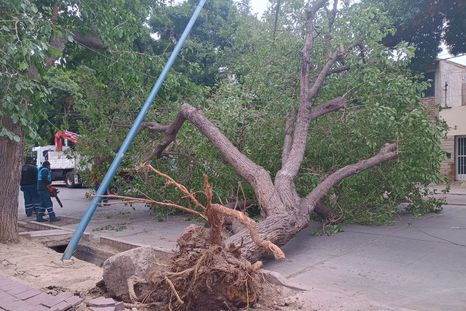 Un árbol bloquea la calle Santiago del Estero y genera demoras en el tránsito. Trabajan cuadrillas municipales. Un árbol bloquea la calle Santiago del Estero y genera demoras en el tránsito. Trabajan cuadrillas municipales.