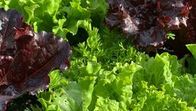 La lechuga es uno de los vegetales más preferidos para cultivar en casa.. Crédito de la imagen:  Becky Searle