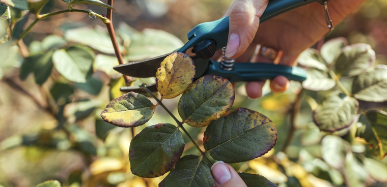 La poda resulta la clave para obtener buenos frutos y flores Foto: Shutterstock