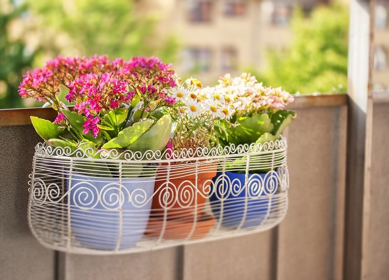 Ideal para principantes en jardinería: la planta con más resistencia para el balcón. Foto: SHUTTERSTOCK