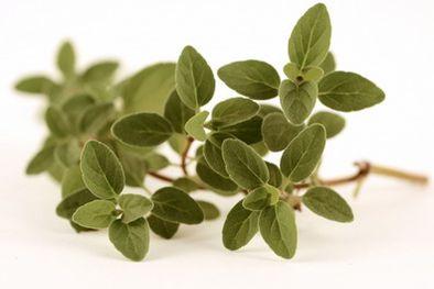 MDZol | Mendoza presenta características especiales para el cultivo del orégano, lo que hace que su olor sea más persistente luego de cosechado. Foto: Web