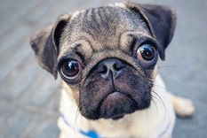Por su morfología, los perros pug o carlinos pueden padecer dificultades respiratorias, lesiones en los ojos, infecciones cutáneas y obesidad, entre otros trastornos. Foto: GETTY IMAGES