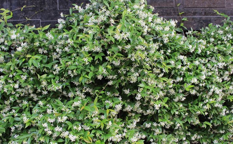 Esta planta es ideal para plantar en esta época del año.