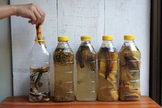 Incorporar hábitos sostenibles en el hogar, como la reutilización de desechos orgánicos, no solo favorece el crecimiento de las plantas, sino que también reduce el desperdicio de alimentos Foto: SHUTERSTOCK