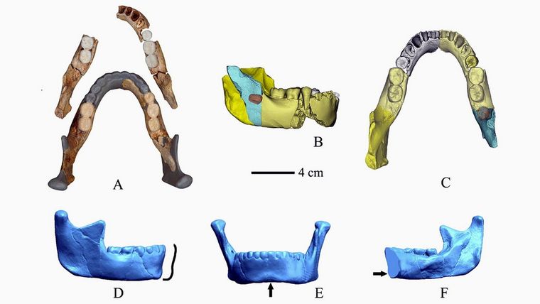 Homínido Los científicos aún no pueden saber la especie exacta a la que pertenecen los restos. Foto: Institute of Vertebrate Paleontology and Paleoanthropology / Chinese Academy of Sciences