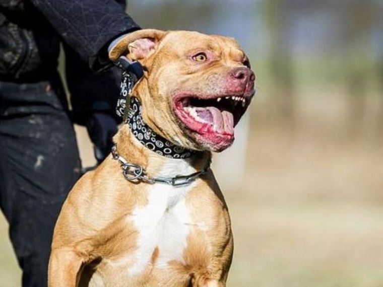 Un pitbull atacó a una jubilado y a su hija cuando fue a auxiliarlo