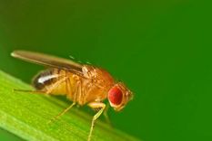 Remedios caseros para ahuyentar las moscas del jardín de una vez por todas La presencia masiva de moscas puede afectar negativamente la experiencia al aire libre. Foto: Freepik