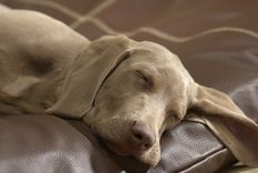 Lo recomendable es que no despiertes a tu perro mientras duerme Foto: Shutterstock