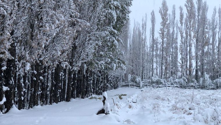 La nieve se adelantó al invierno (foto ilustrativa) Foto: Gentileza