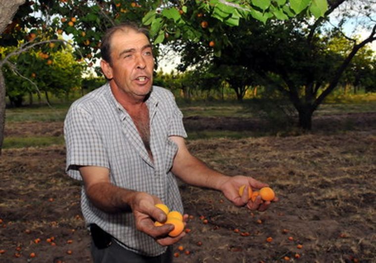 Este año casi toda la producción de damasco se perdió. Foto: Nacho Gaffuri / MDZ