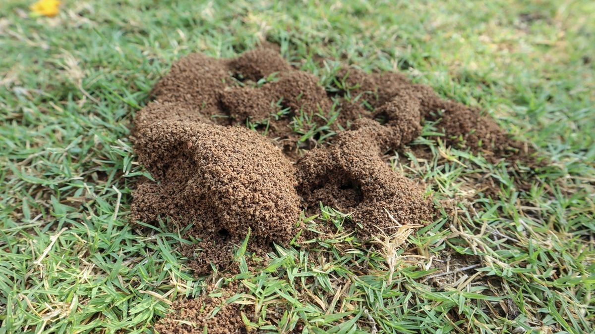 Adiós a las hormigas: cómo eliminar los hormigueros del jardín