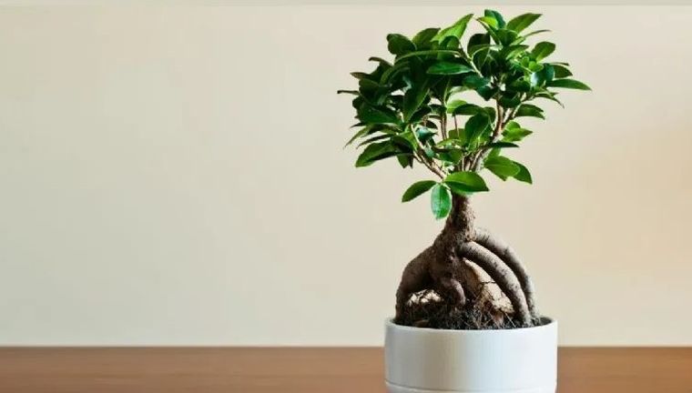 Plantas de la suerte. Plantas de la suerte.