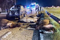 Varios caballos perdieron la vida en el accidente. Foto: InfoCañuelas