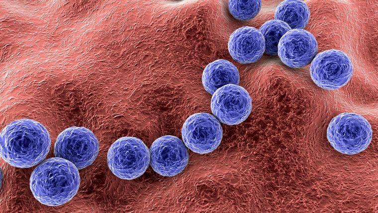 Imagen del streptococcus pyogenes Foto: Shutterstock