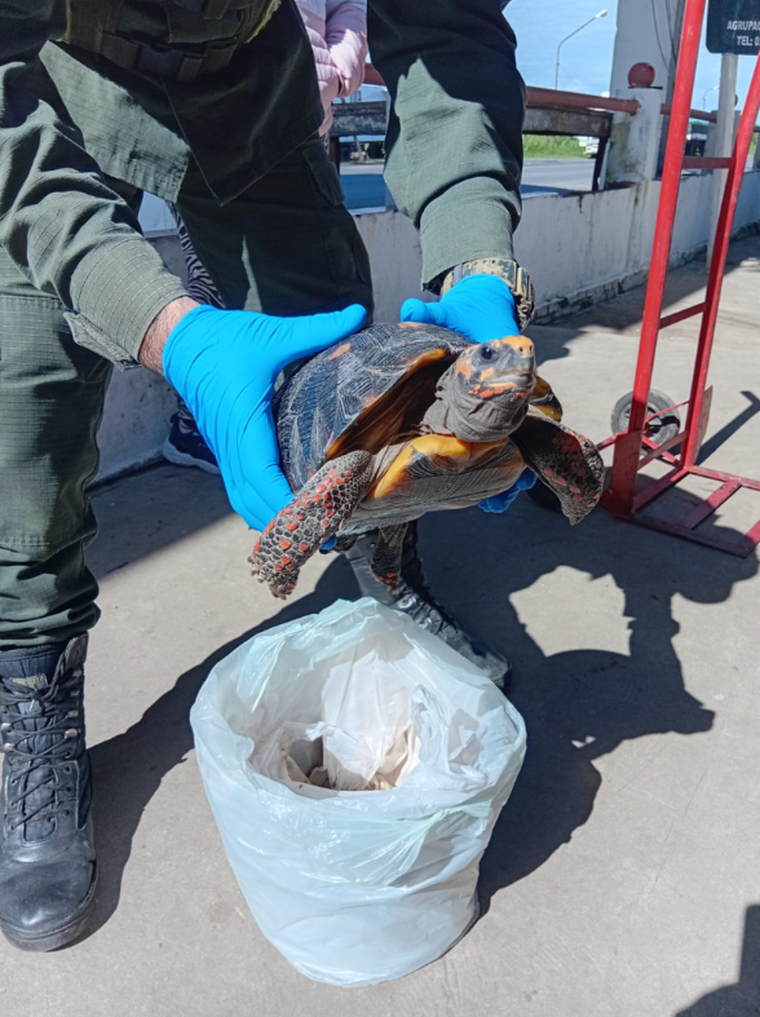 La tortuga fue rescatada en un control sobre la Ruta Nacional Nº 11. La tortuga fue rescatada en un control sobre la Ruta Nacional Nº 11.