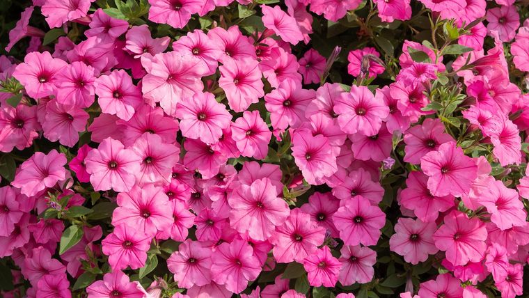 Esta planta es ideal para decorar el jardín o el balcón.