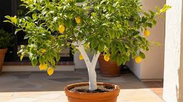A partir de una hoja podrás tener un limonero en casa.
