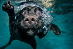 este perrito fanatico del agua se hizo viral en twitter