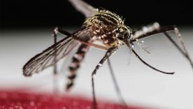 El virus del dengue es portado por el mosquito Aedes aegypti. El virus del dengue es portado por el mosquito Aedes aegypti.